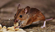 24 Hour & Emergency Exterminators in Marion, NC